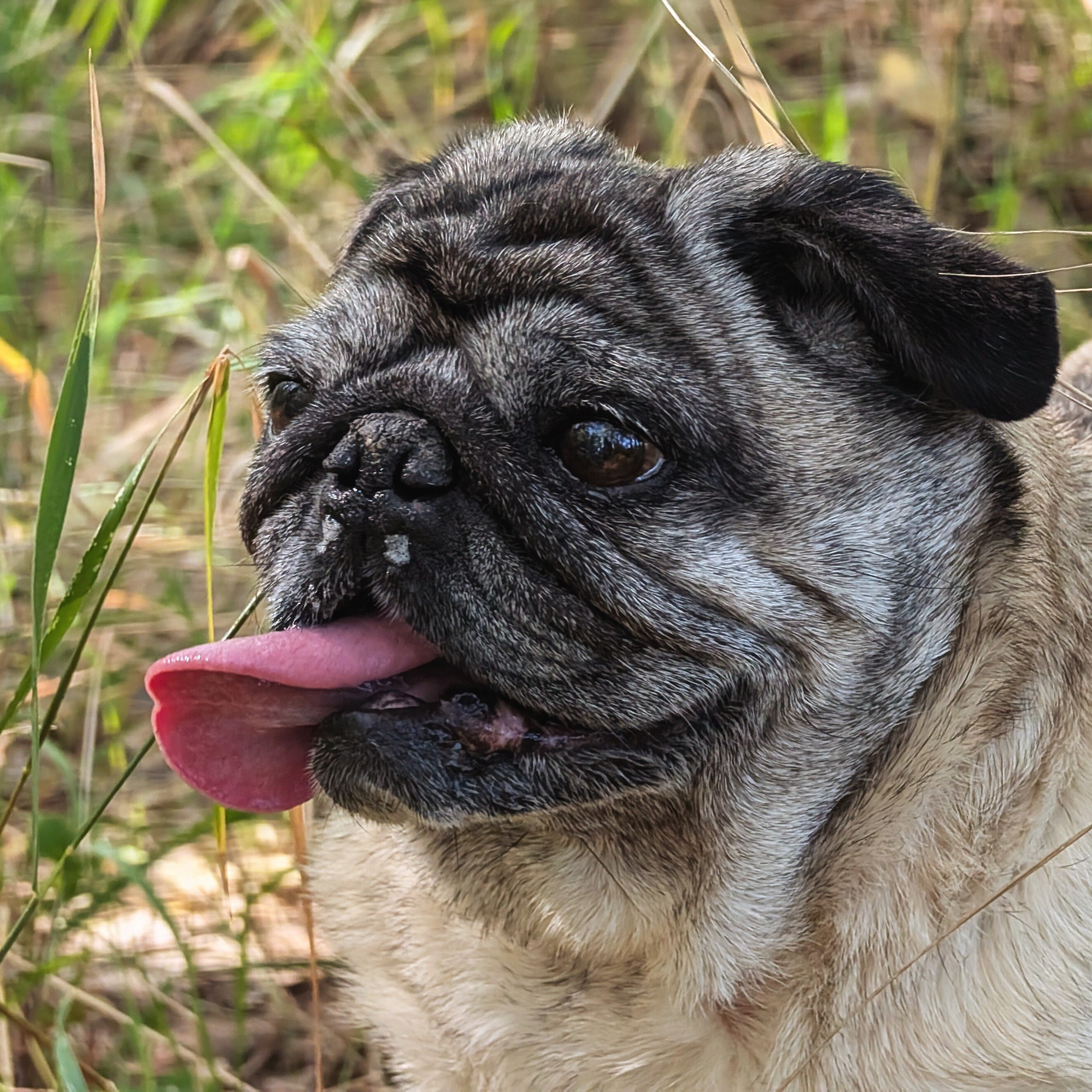 Test pug
